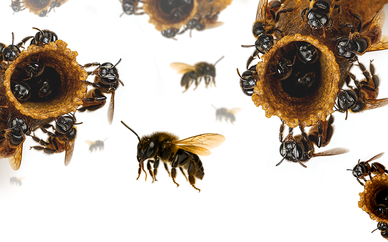 Abelhas nativas aumentam a produção do açaí e outros frutos icônicos da Amazônia