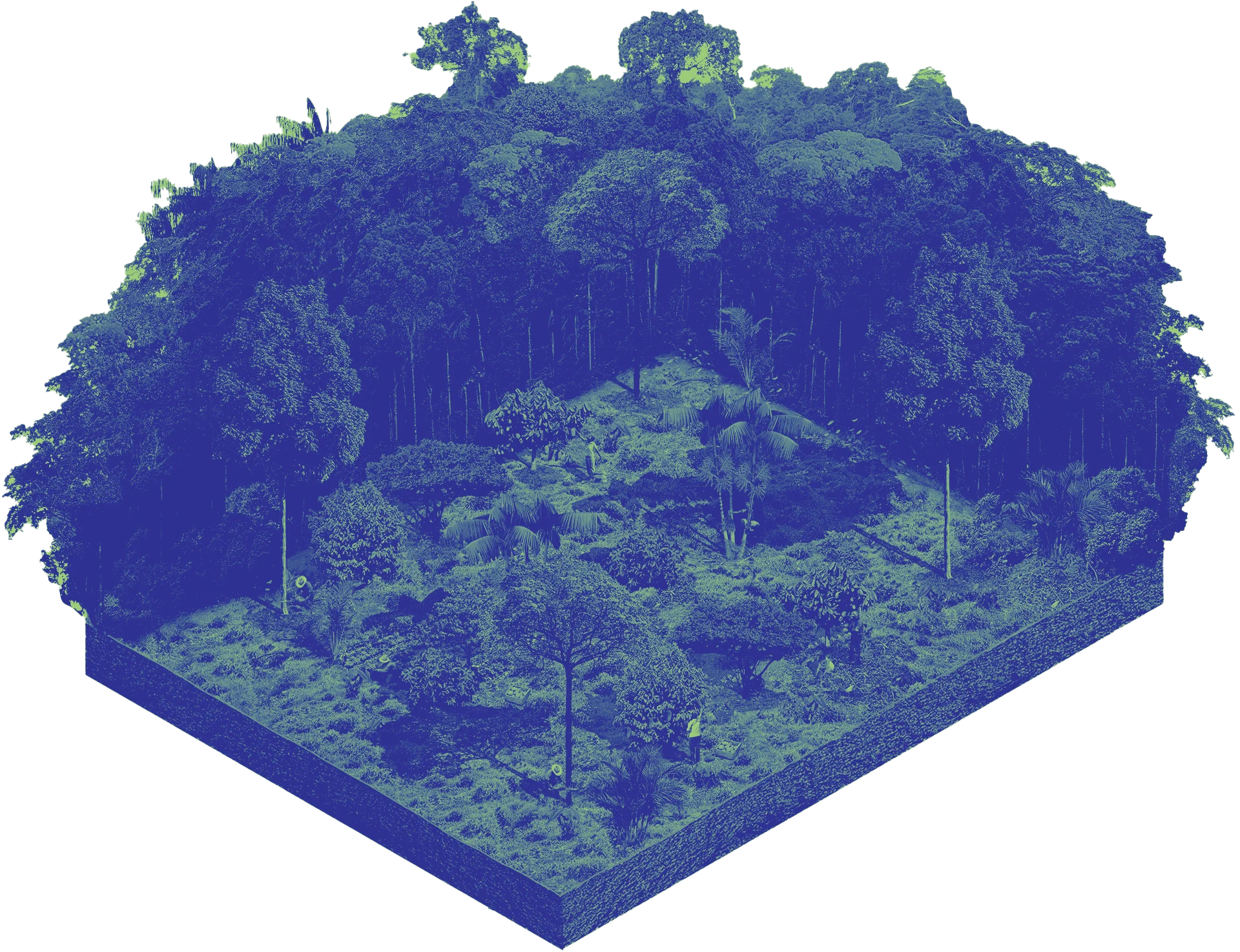 Forest image