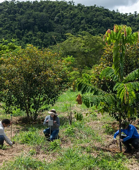 Image of researchers in a forest