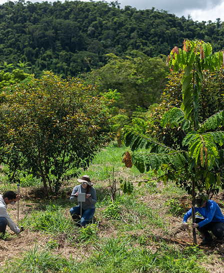 Imagem pesquisadores em uma floresta