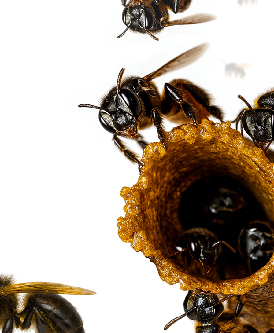 Imagem de abelha em colméia