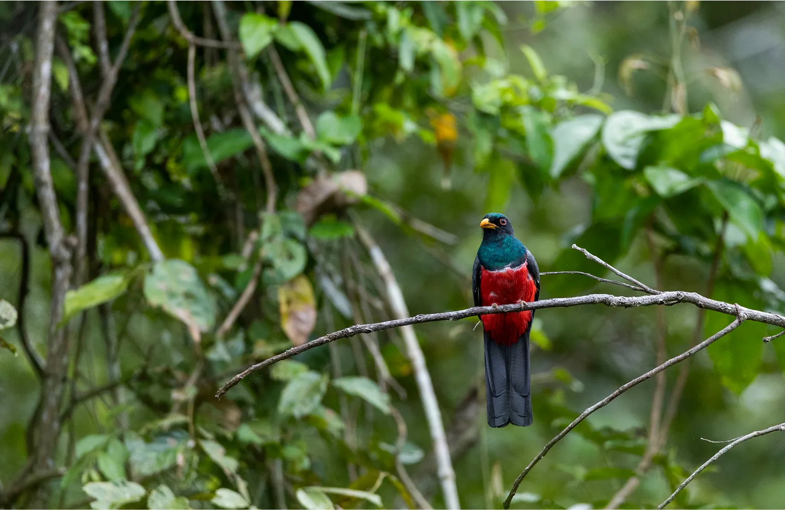 Collared Trogon