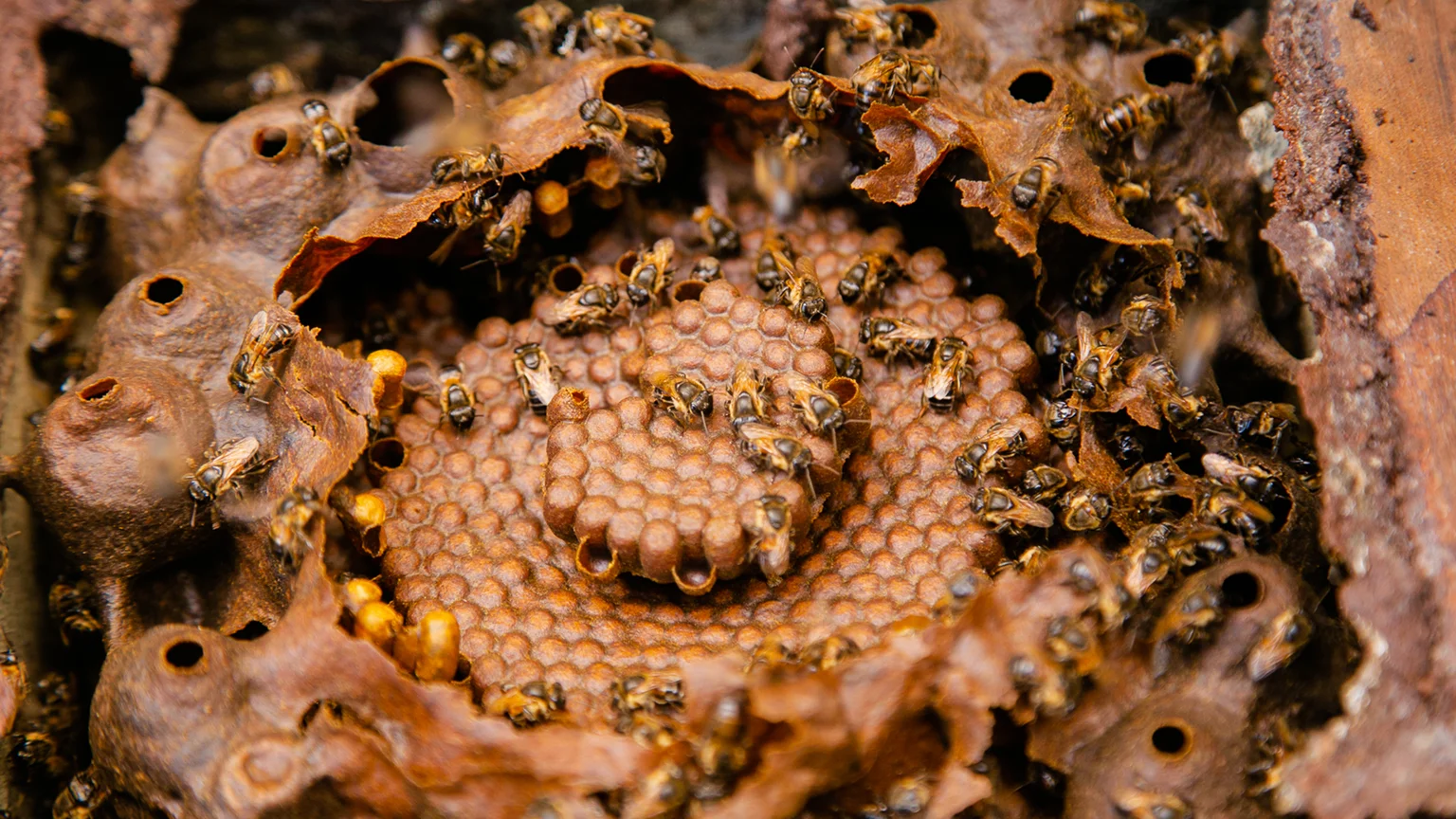 Indigenous Bees Image