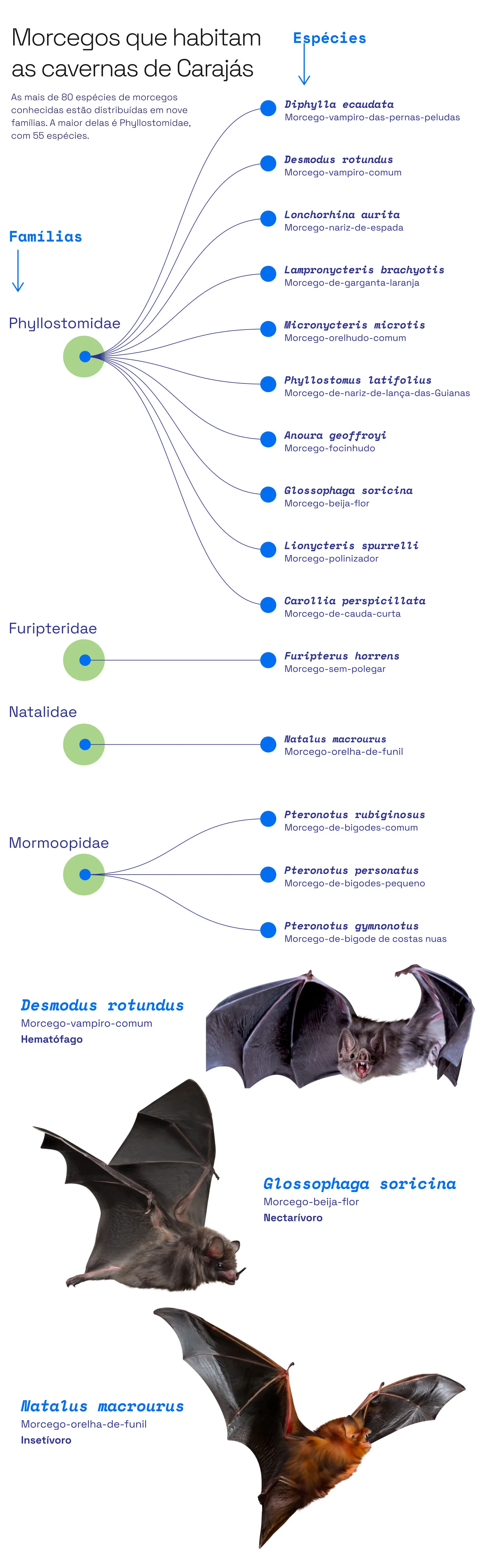 Imagem colônia de morcegos