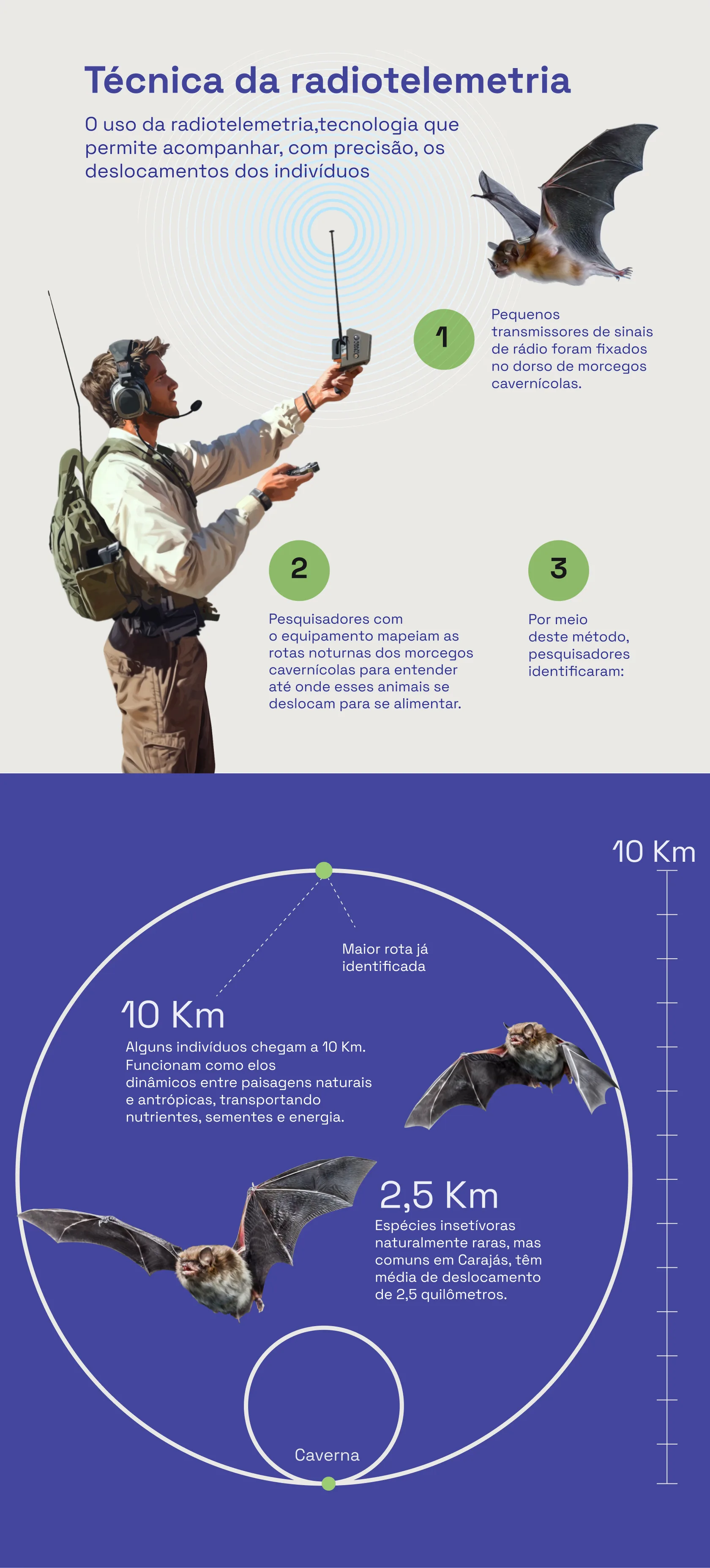 Infográfico morcegos