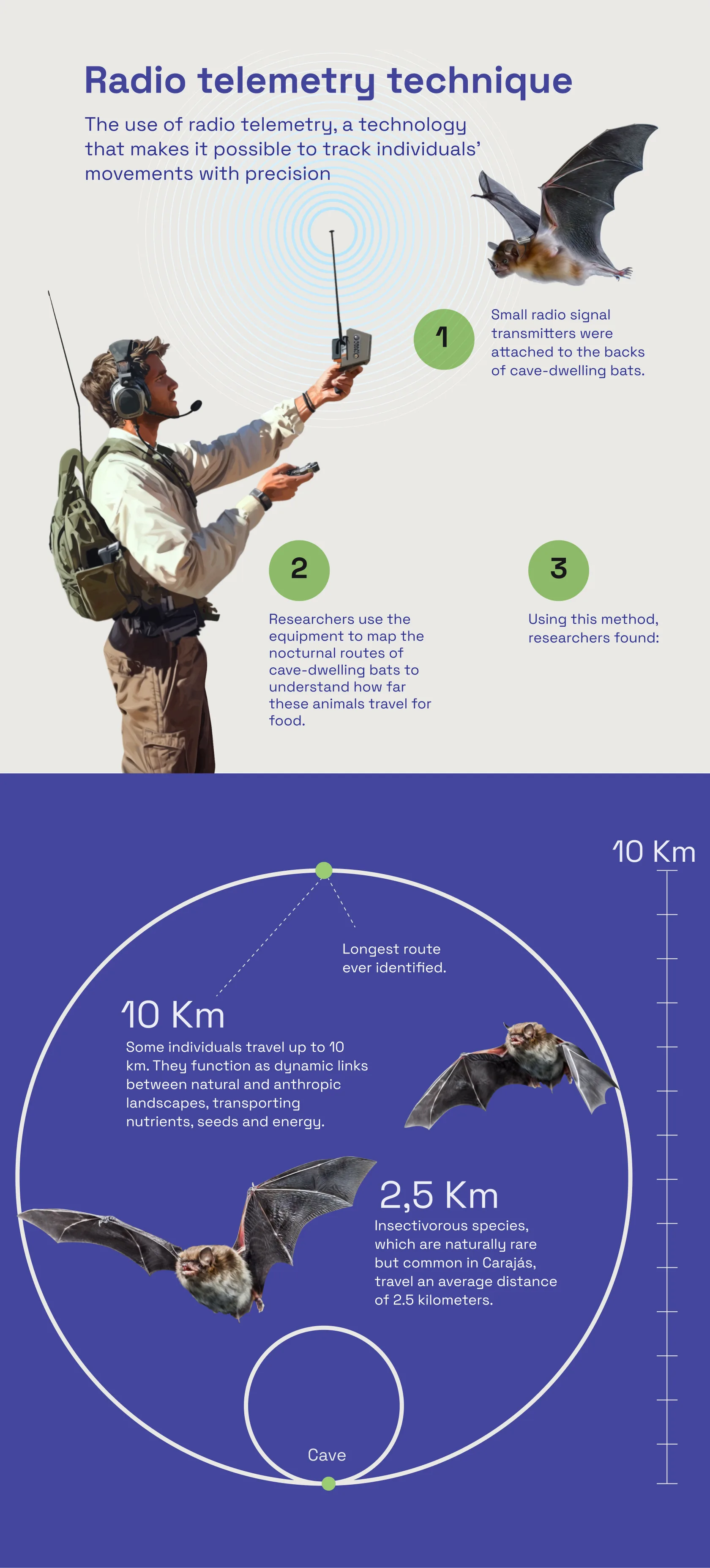 Bats infographic