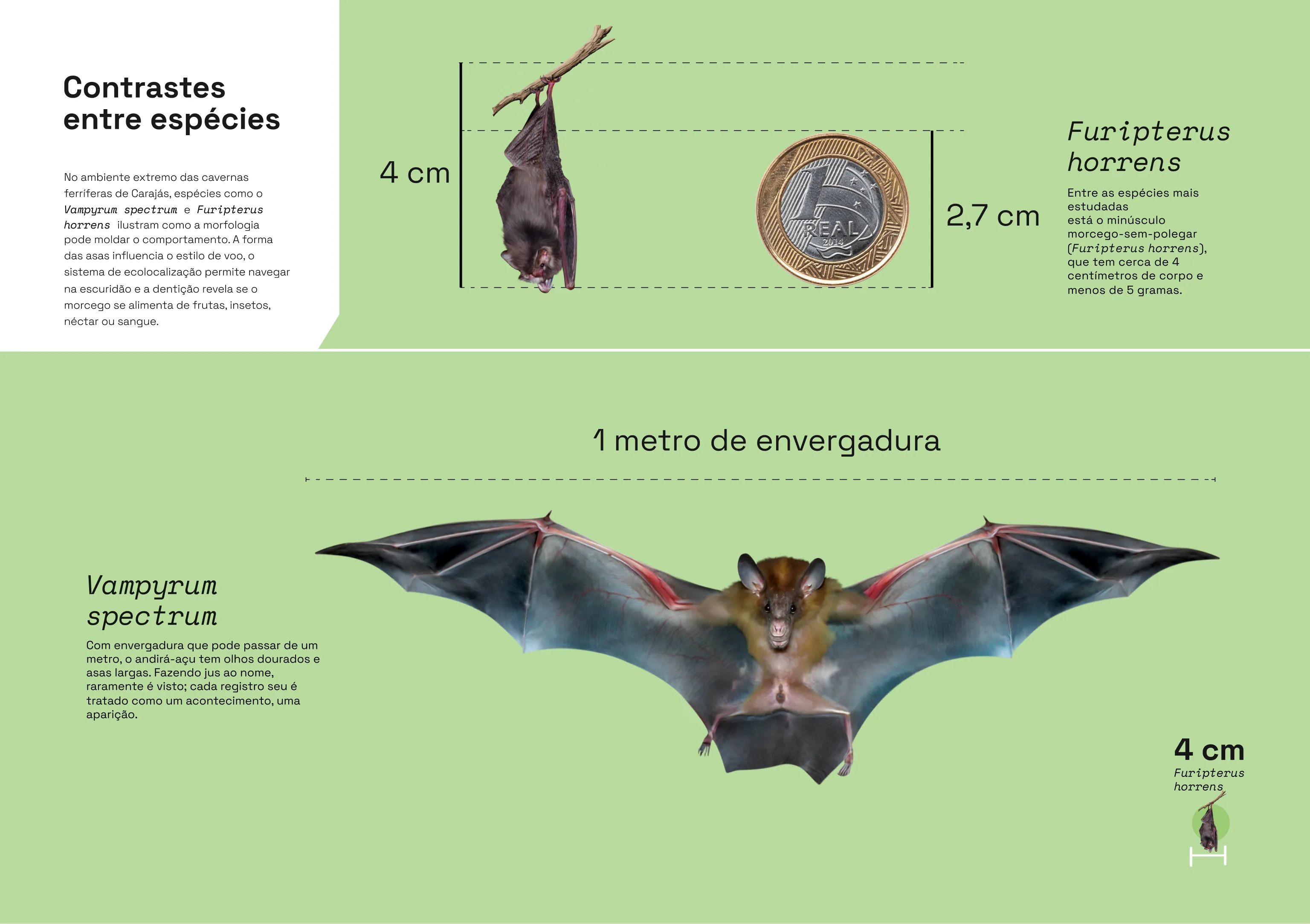 Infográfico morcegos 3