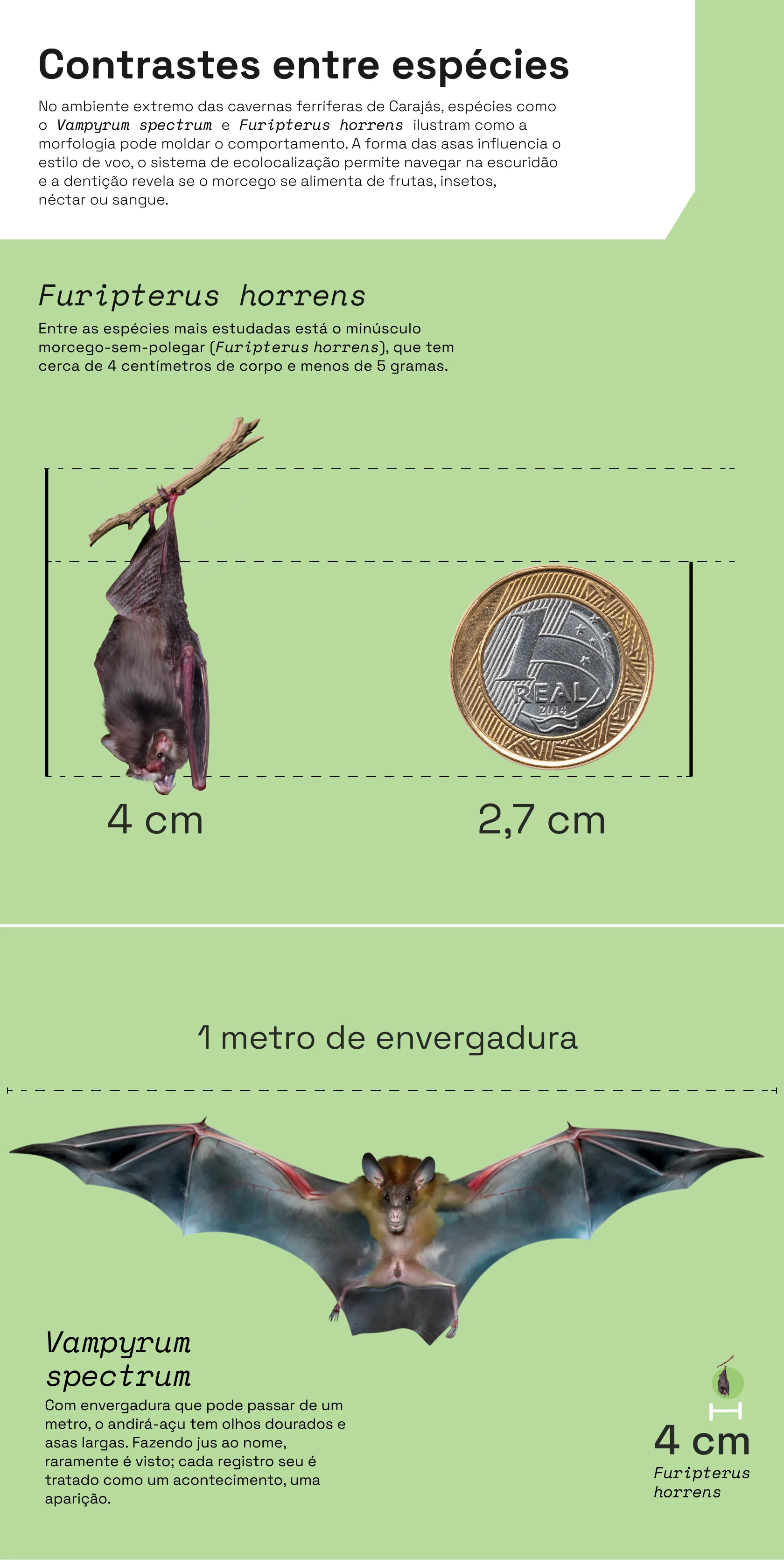 Infográfico morcegos 3