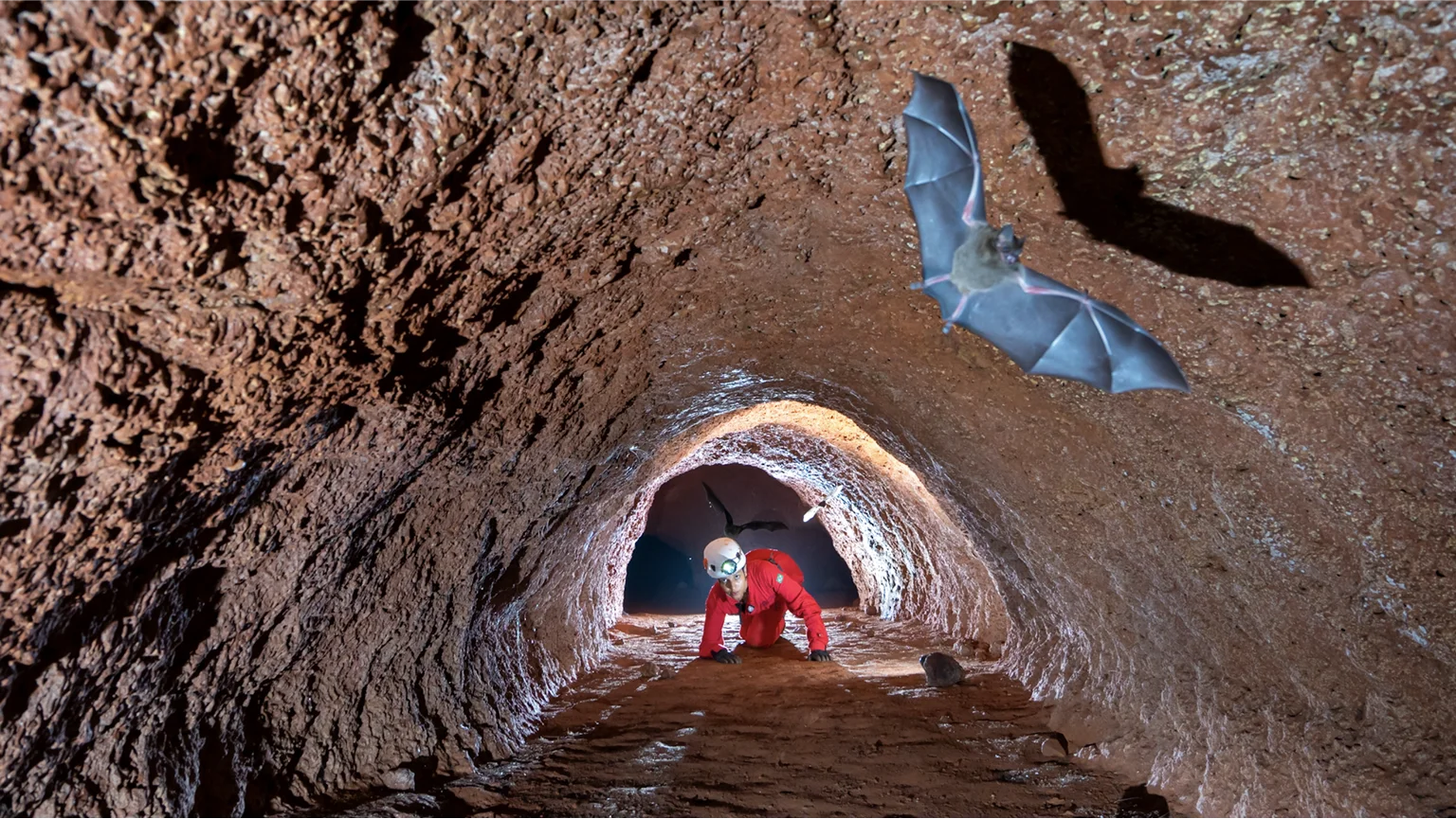 Bats and researcher in the cave