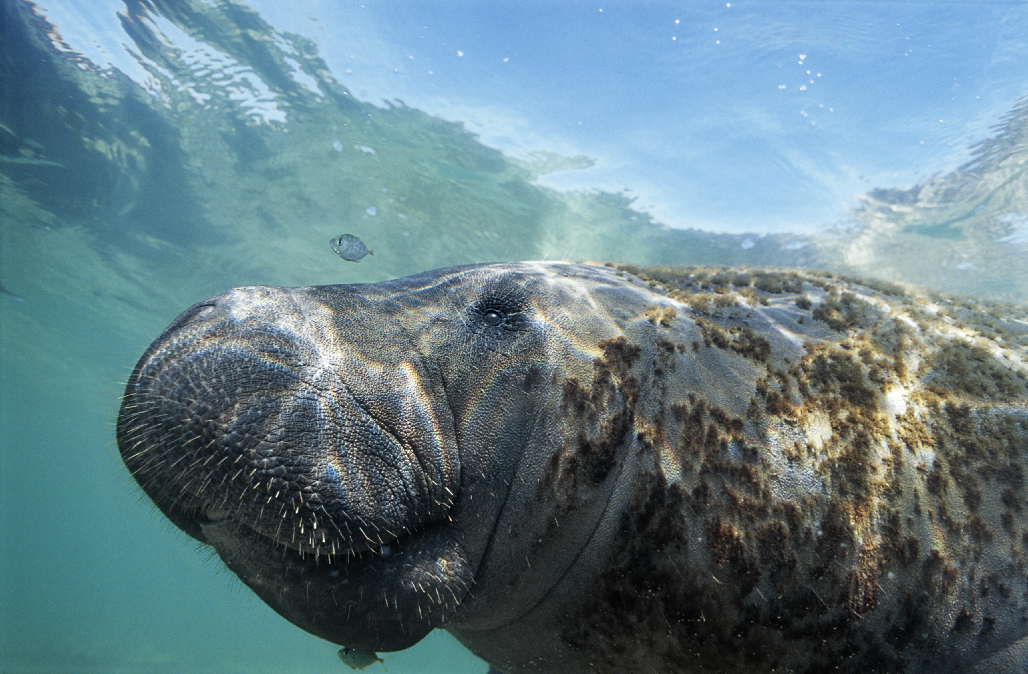 Imagem do sequenciamento genético