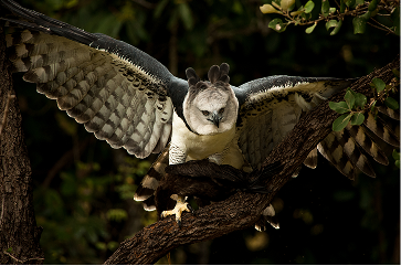 Consórcio reúne centenas de pesquisadores para mapear genomas de espécies brasileiras