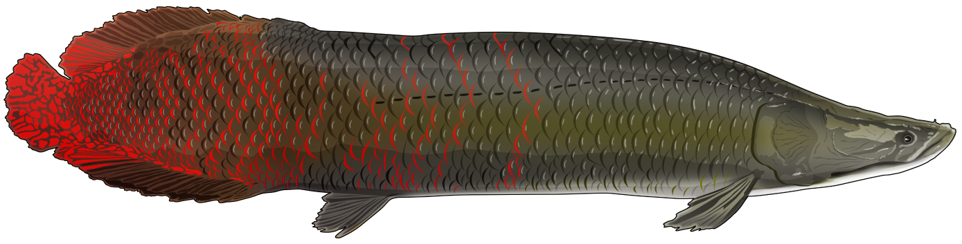 Pirarucu – o gigante amazônico