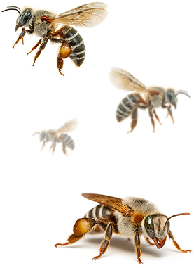 Ilustração de uma abelha nativa Bombus terrestris