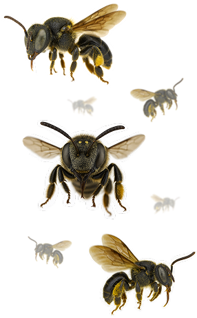 Ilustração de uma abelha nativa Melipona fasciculata