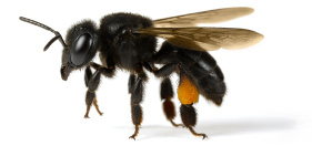 Ilustração de uma abelha nativa Scaptotrigona postica