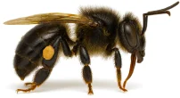 Illustration of a native Plebeia minima bee
